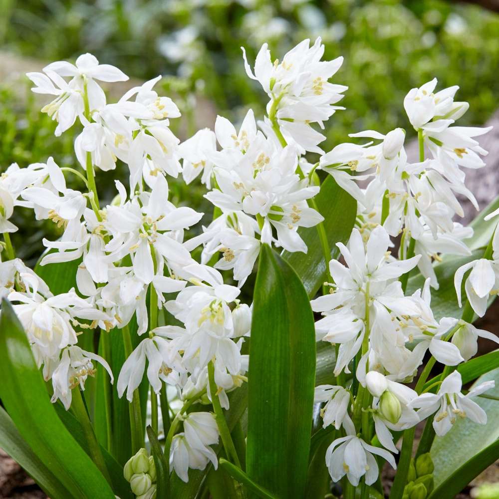 Scilla siberica 'Alba'